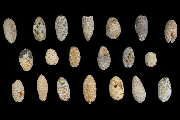 Lot: Fossil Seed Cones (Or Aggregate Fruits) - Pieces #148850